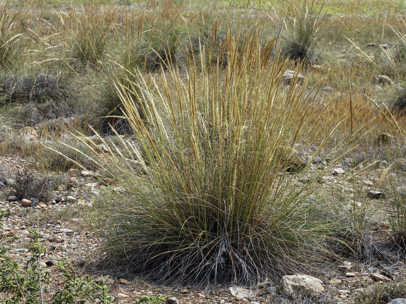 Macrochloa tenacissima tenassisima.08