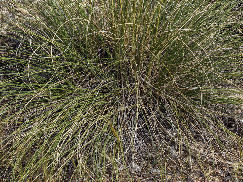 Macrochloa tenacissima tenassisima.09