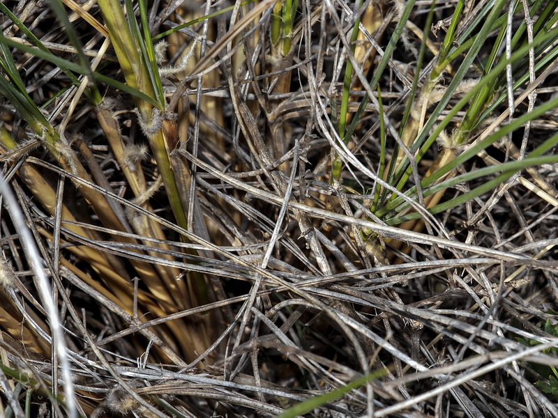 Macrochloa tenacissima tenassisima.11