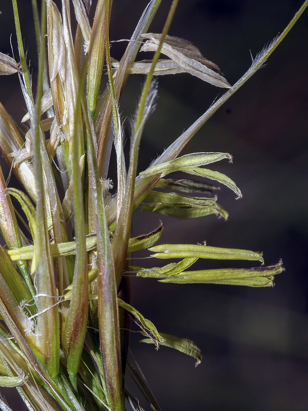 Macrochloa tenacissima tenassisima.13