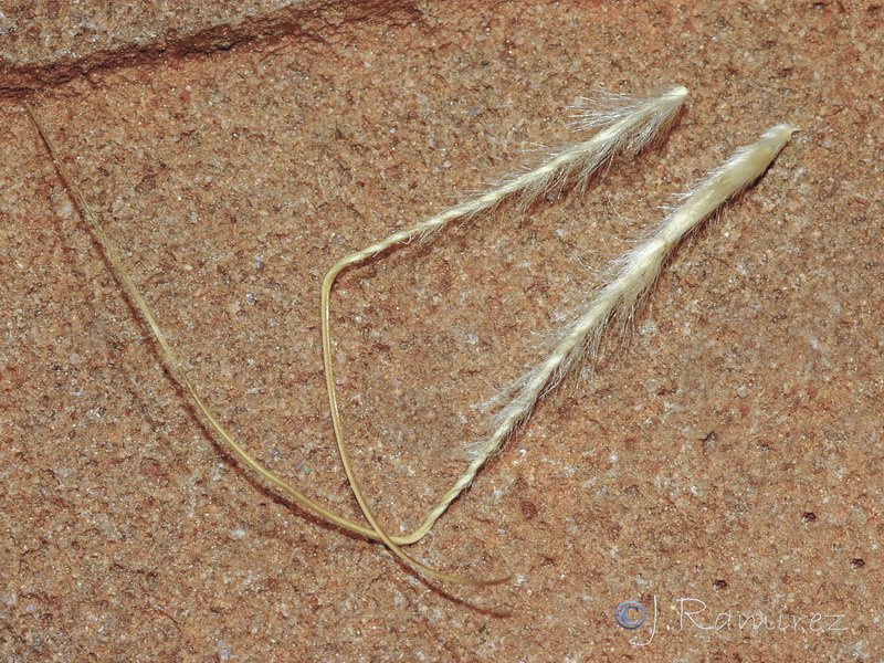 Macrochloa tenacissima tenassisima.18