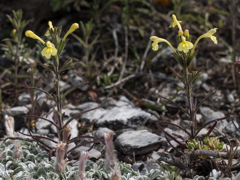 Macrosyringion longiflorum.02