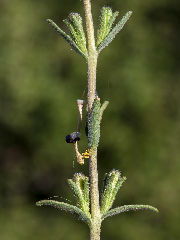 Macrosyringion longiflorum.05