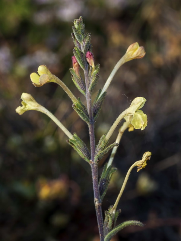 Macrosyringion longiflorum.06