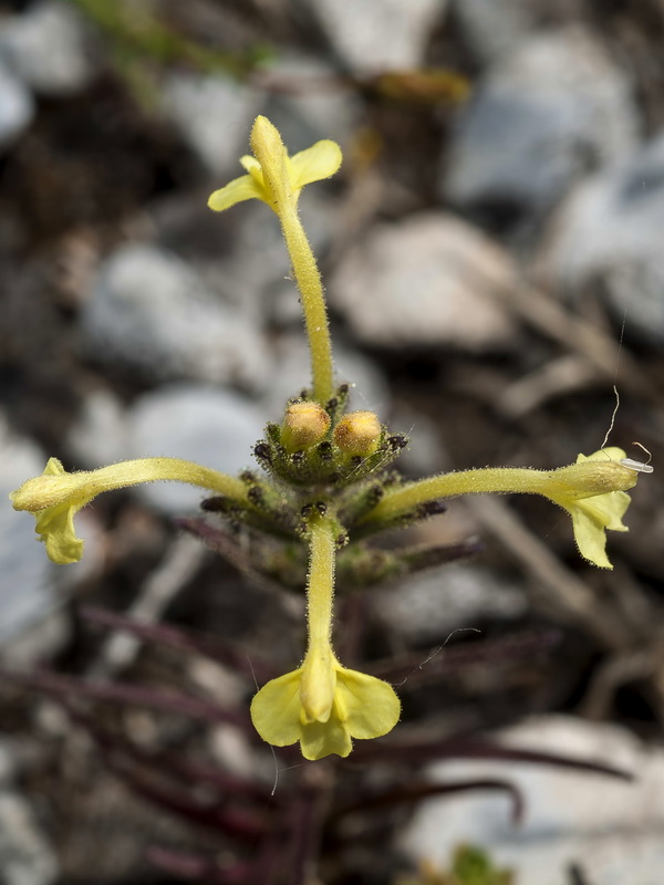 Macrosyringion longiflorum.07