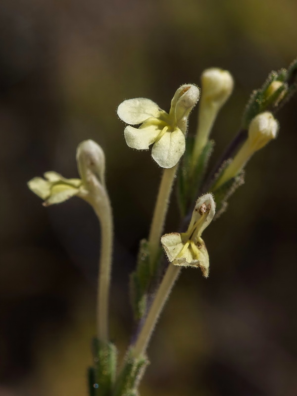 Macrosyringion longiflorum.08