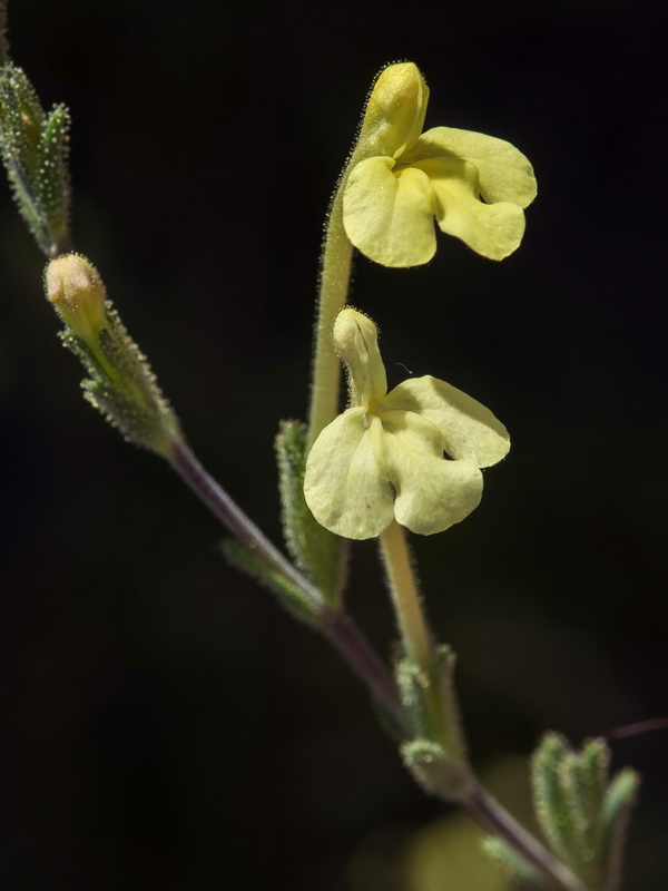 Macrosyringion longiflorum.09