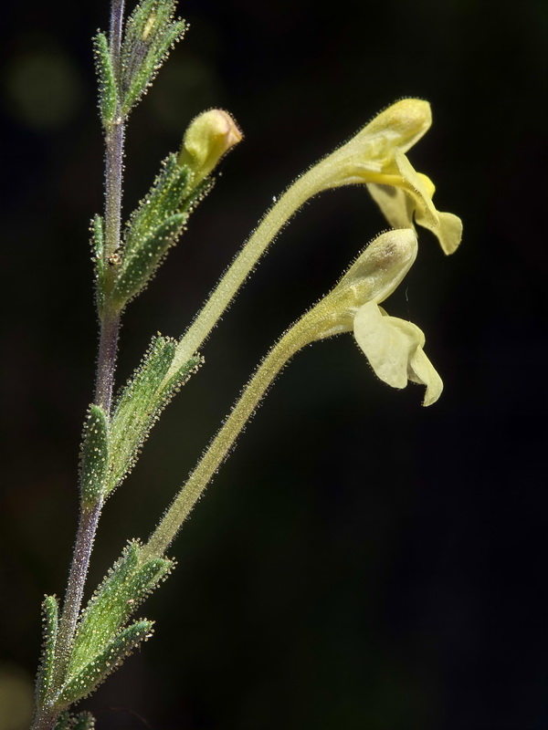 Macrosyringion longiflorum.10