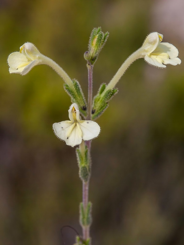 Macrosyringion longiflorum.11