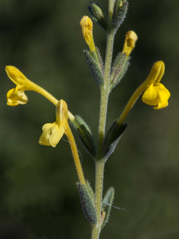 Macrosyringion longiflorum.13