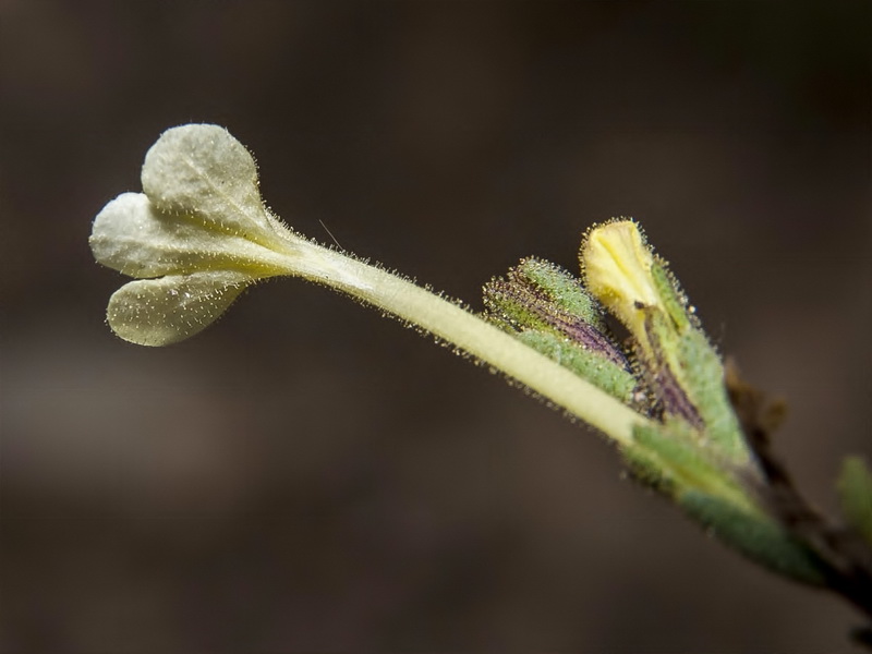 Macrosyringion longiflorum.18