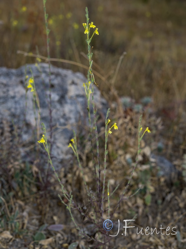 Macrosyringion longiflorum.19