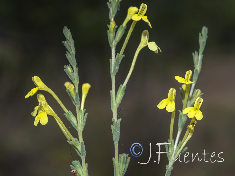 Macrosyringion longiflorum.21