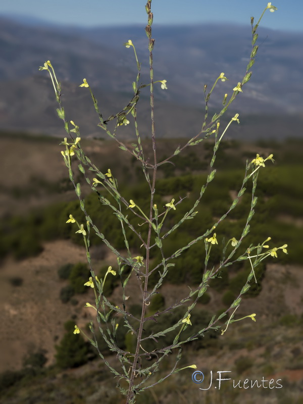 Macrosyringion longiflorum.24