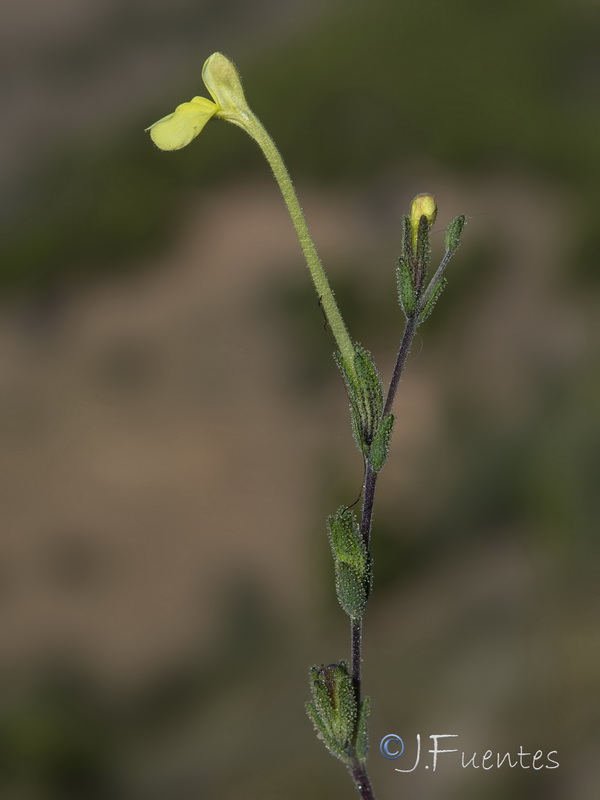 Macrosyringion longiflorum.25