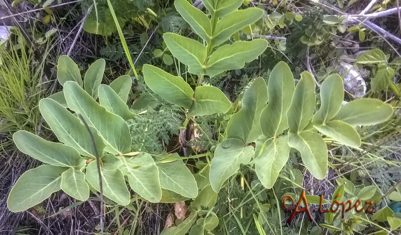 Magydaris panacifolia.02