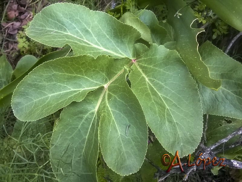 Magydaris panacifolia.03
