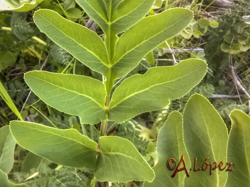 Magydaris panacifolia.04