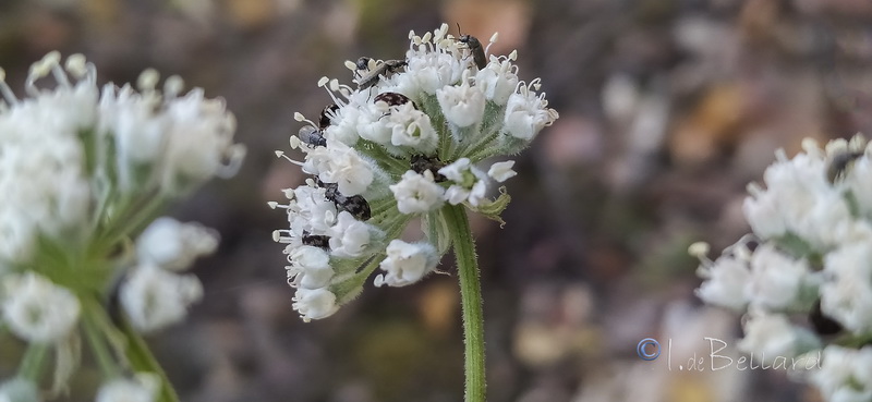 Magydaris panacifolia.11
