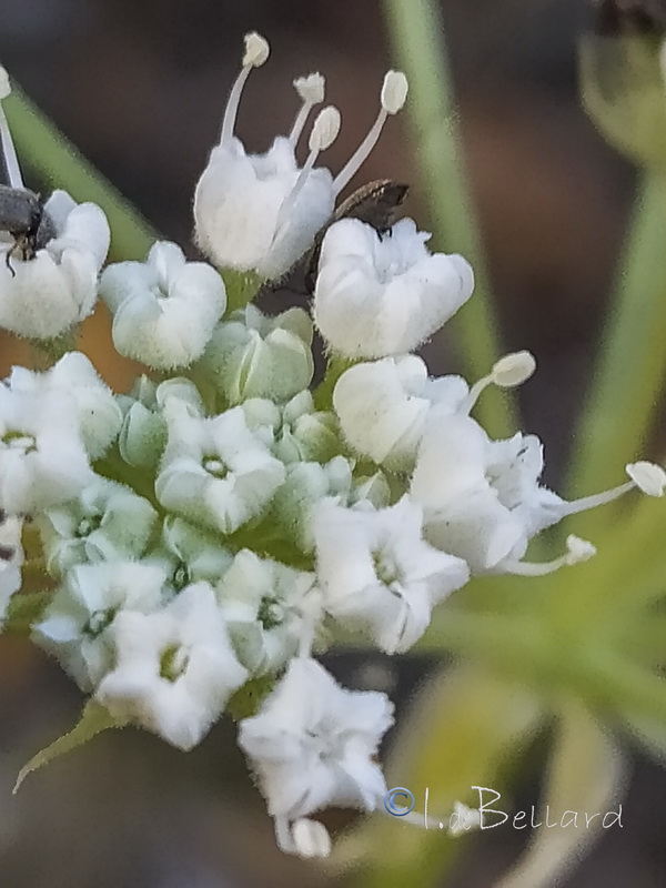 Magydaris panacifolia.12
