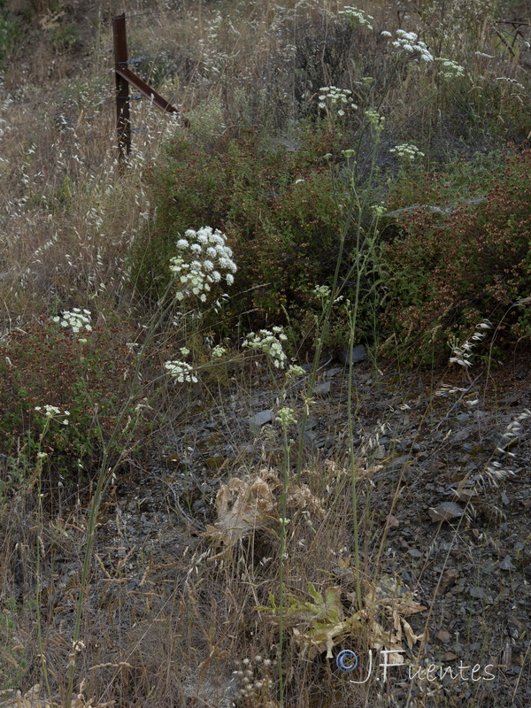 Magydaris panacifolia.13