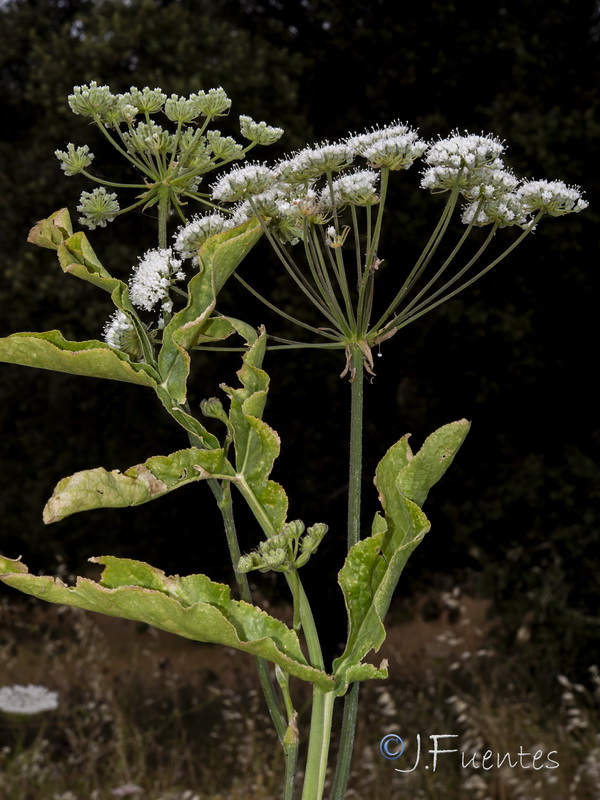 Magydaris panacifolia.14