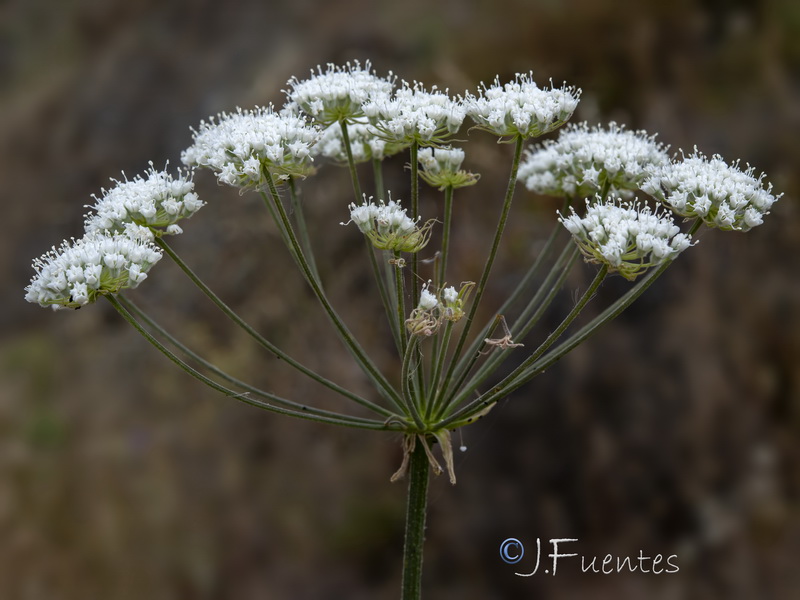Magydaris panacifolia.15