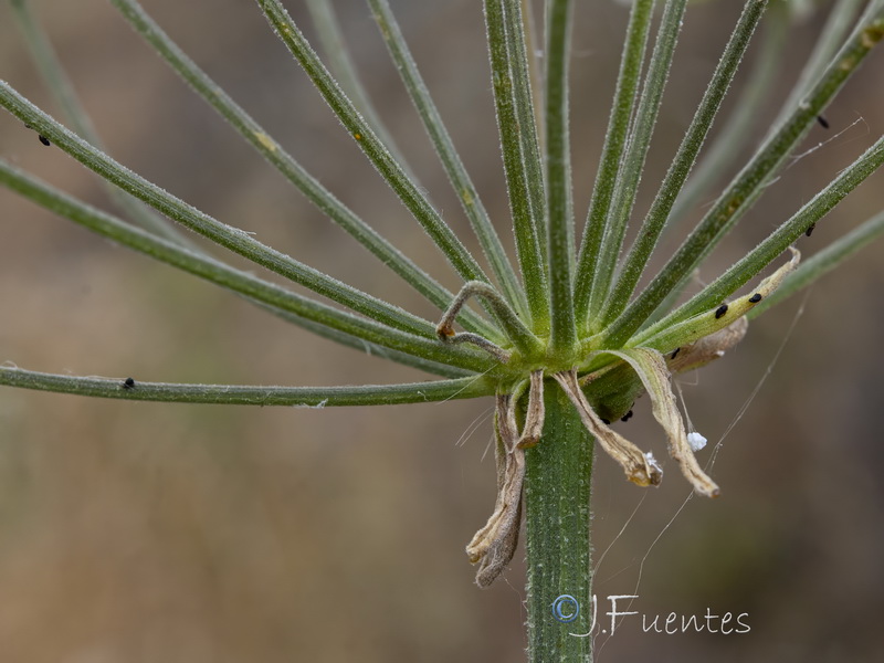 Magydaris panacifolia.16