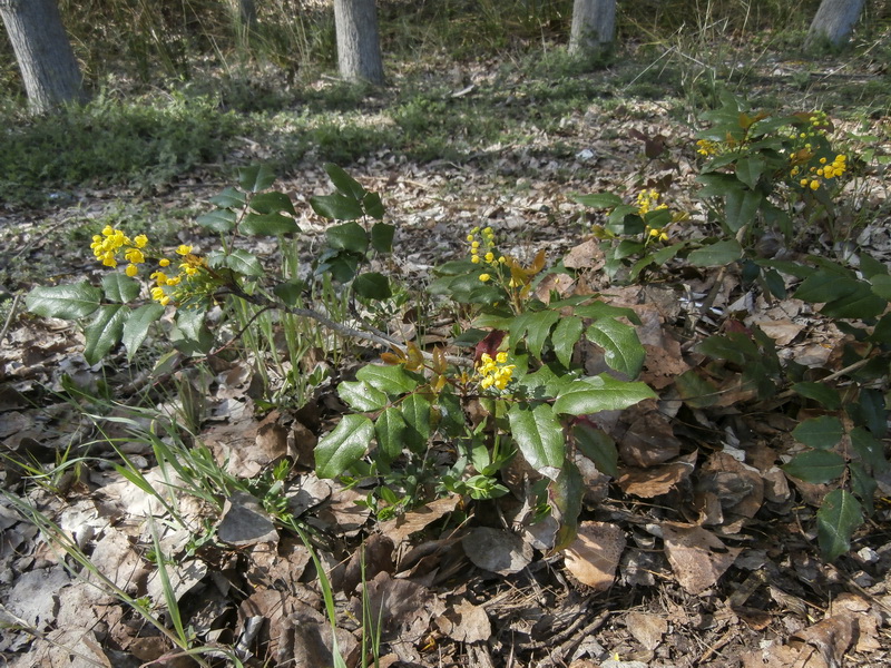 Mahonia aquifolium.01