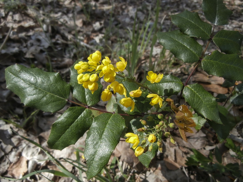 Mahonia aquifolium.02