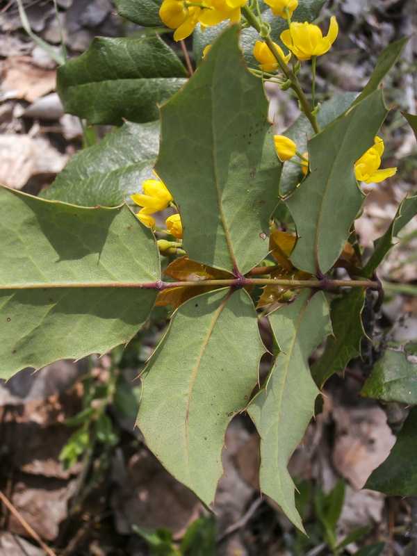 Mahonia aquifolium.03