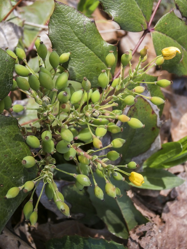 Mahonia aquifolium.04