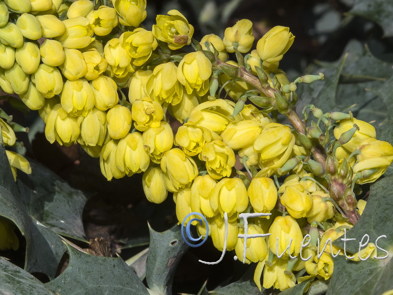 Mahonia aquifolium.11