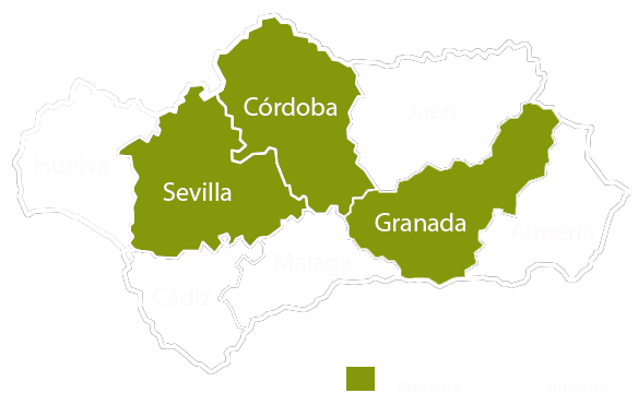 Andalucia copia
