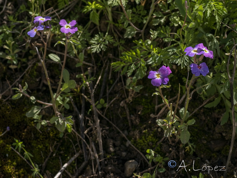Malcolmia flexuosa.04