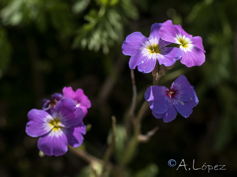 Malcolmia flexuosa.13