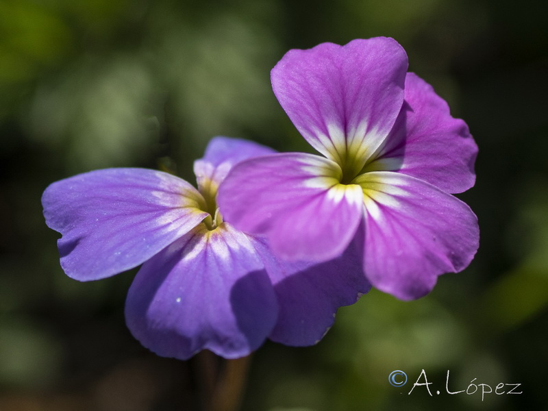 Malcolmia flexuosa.18