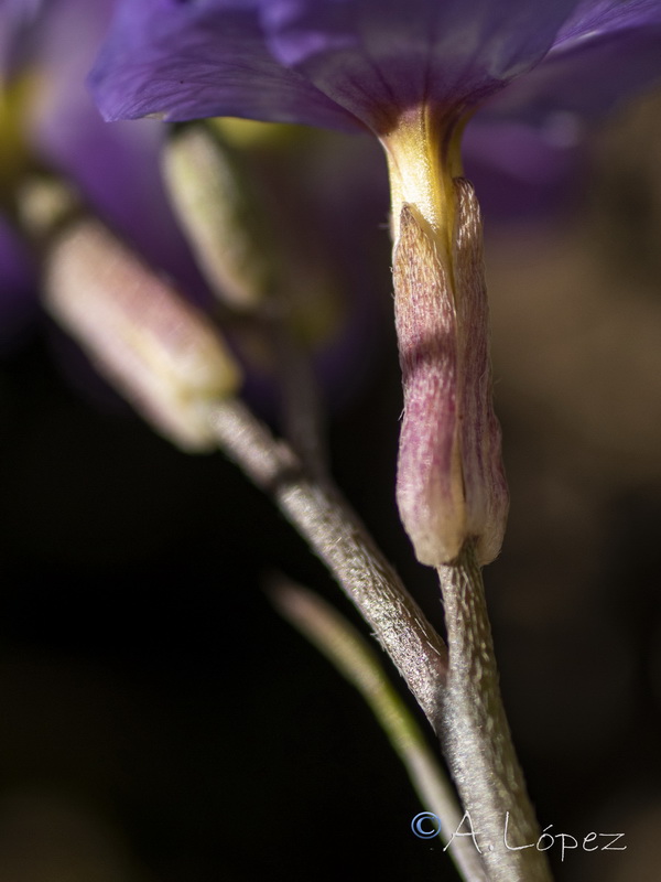 Malcolmia flexuosa.21