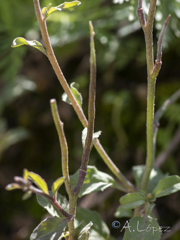 Malcolmia flexuosa.22