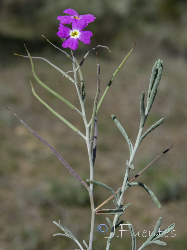 Malcolmia littorea.01