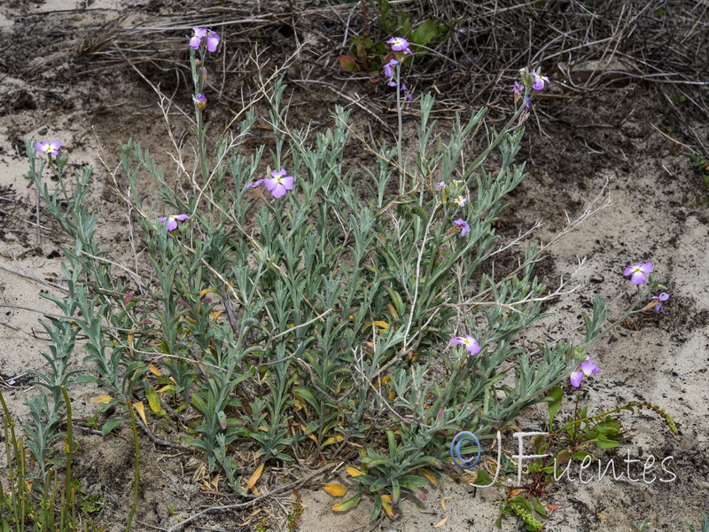 Malcolmia littorea.06