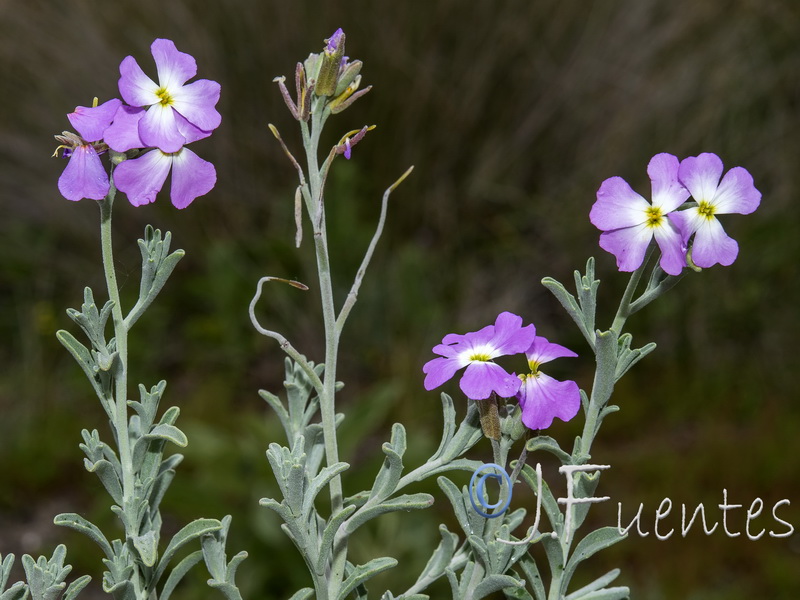 Malcolmia littorea.04