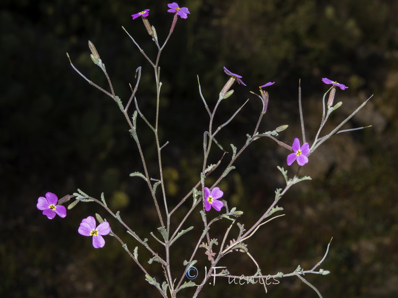 Malcolmia triloba.01