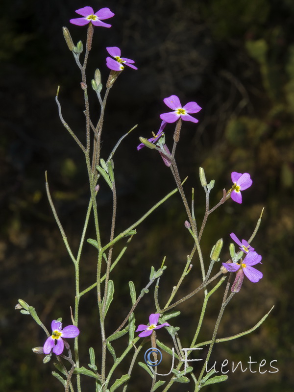 Malcolmia triloba.03