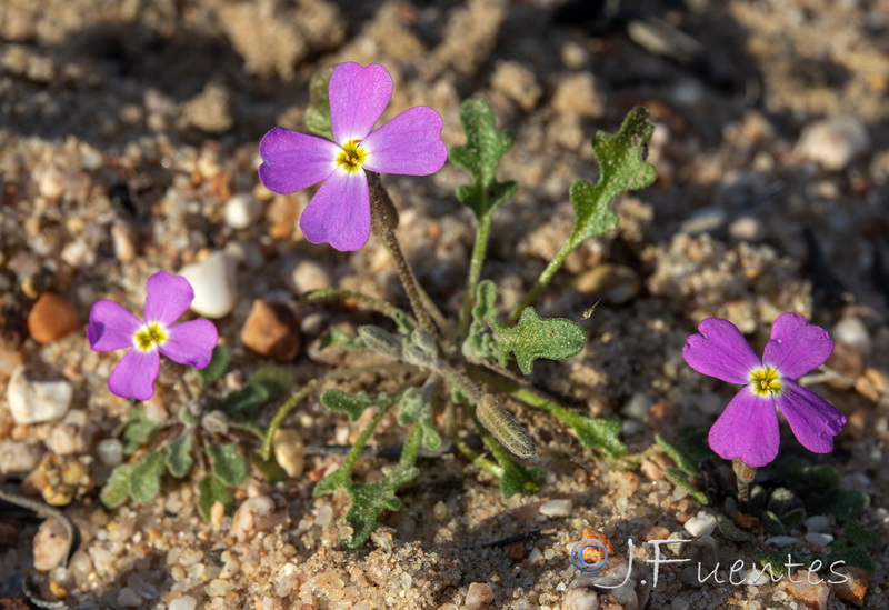 Malcolmia triloba.04