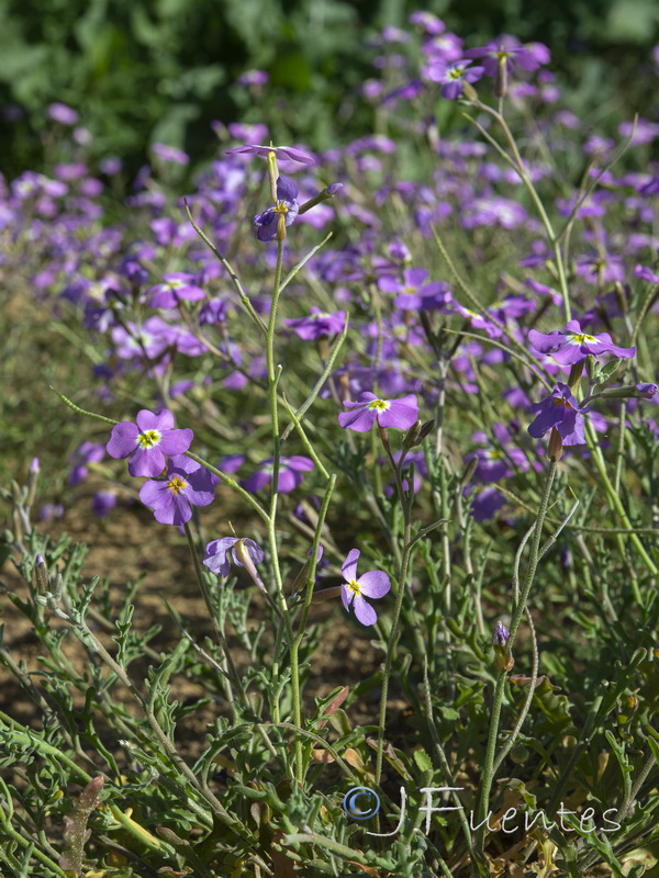 Malcolmia triloba.09