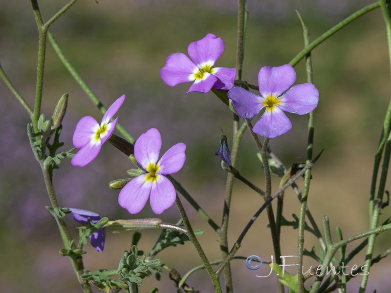 Malcolmia triloba.10