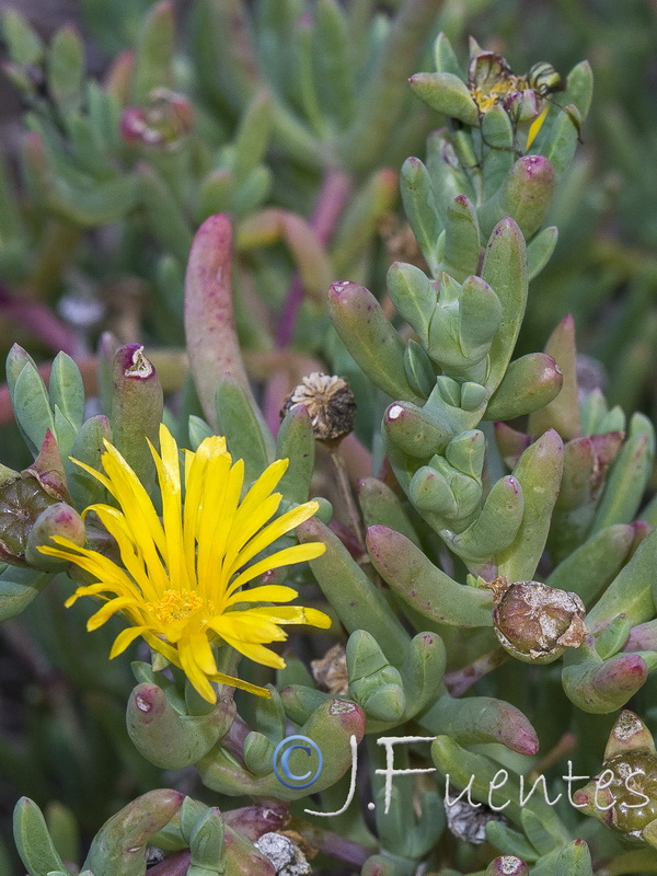 Malephora lutea.02