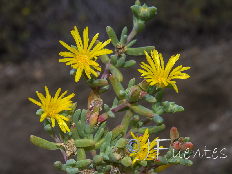 Malephora lutea.03