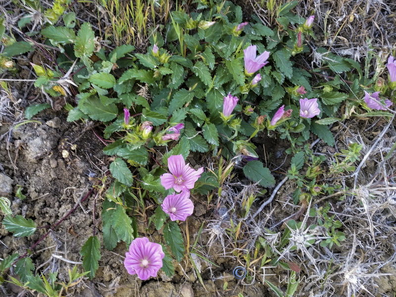 Malope malacoides.01